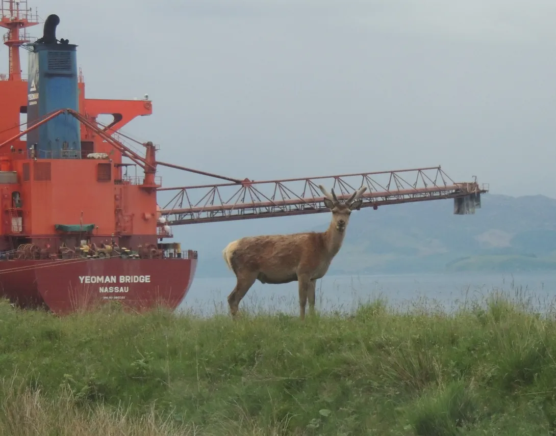 A deer at Glensanda Quarry un Western Scotland with the Yeoman Bridge ship in the background